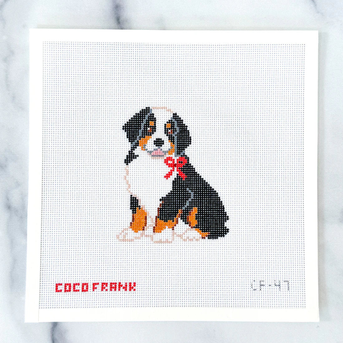 Bernese Mountain Dog COco Frank