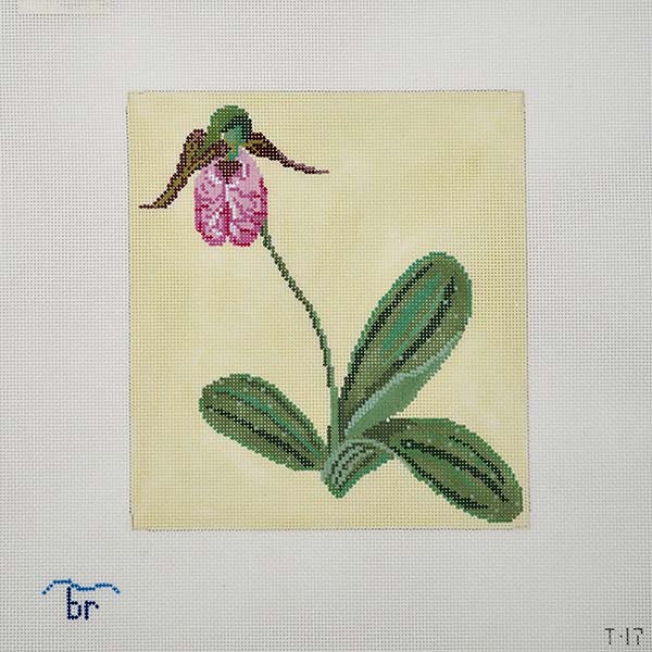 Pink Lady's Slipper
