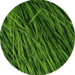 Straw Silk Summer Time Lawn 0481