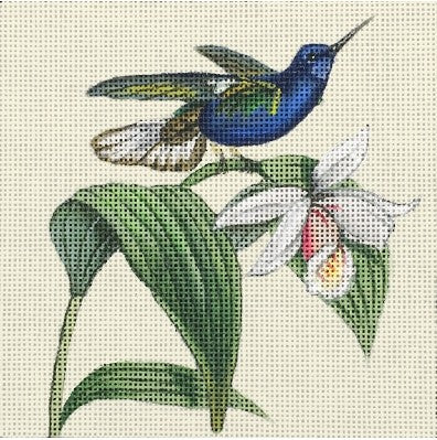 Blue Hummingbird Melissa Shirley