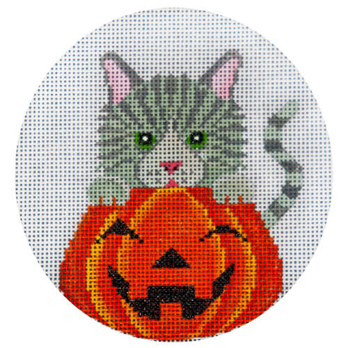 Silver Tabby in Pumpkin