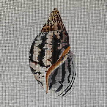 Seashell Part 1 Colors of Praise