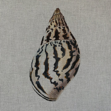 Seashell Part 2 Colors of Praise