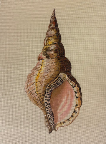 Seashell Conch Part 1 Colors of Praise