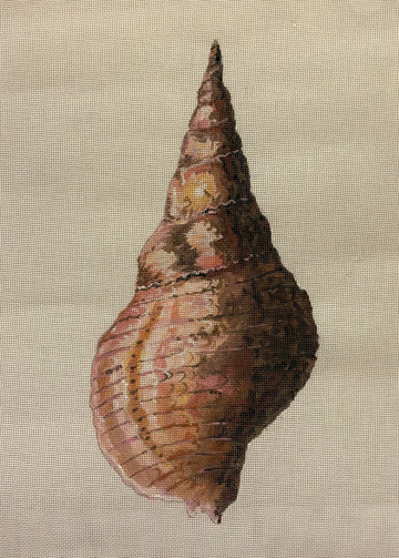Seashell Conch Part 2 Colors of Praise