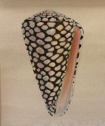 Seashell Spots Part 1 Colors of Praise